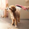 TELEDUCHA DOGSHOWER AZUL HANSGROHE